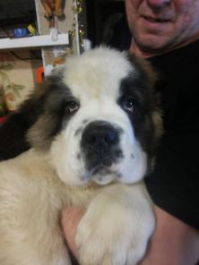 ����� ����������