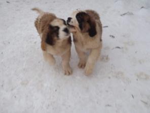 ����� ����������