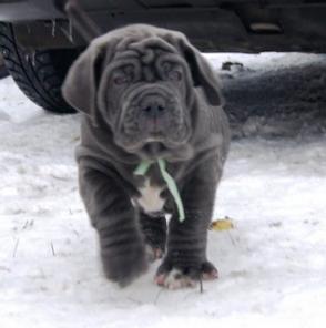 ������� ����������