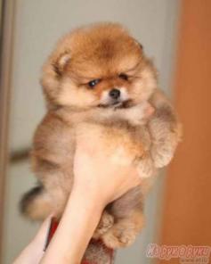 ���� ������������, ������� � ��� ���!