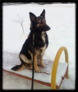 Мини-овчарка Мася в дар.