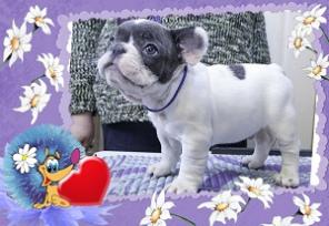 ����- ������� ������� ������