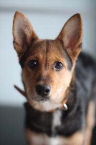 Щенок, три месяца. Ищет себе дом