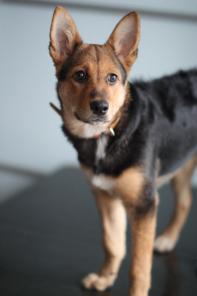 Щенок, три месяца. Ищет себе дом