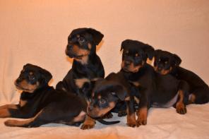 Щенки ротвейлера.