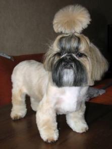 ������� �����. ���������������� �������. ��������