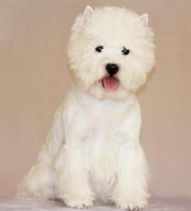 ������� �����. ���������������� �������. ��������