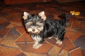 ����������� ������