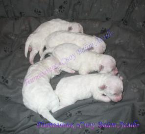 Щенки Бишон-Фризе от питомника "Сноу вайт лемб"
