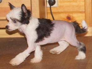 ��������� �������� �������