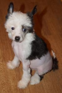 ��������� �������� �������