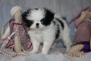 ����� ��������� ����