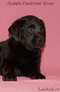 �������� ����� ���������