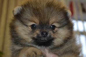 ����������� ���� ������� 2 ������