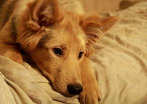 ����� ������������� �����-������� (5 �.)