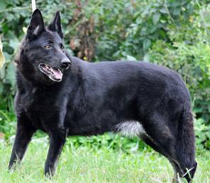 Кора, мудрая собака, немецкая овчарка в дар в добрые руки