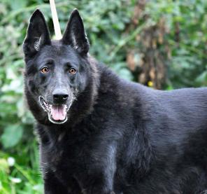 Кора, мудрая собака, немецкая овчарка в дар в добрые руки