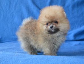 Продаются шикарные щенки померанского шпица