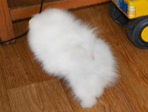 Продаются шикарные щенки померанского шпица