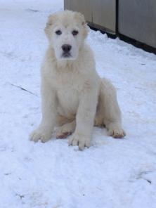 ��������������� ������� (������)