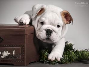 ���������� �������� �� ���������� ����.