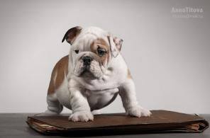 ���������� �������� �� ���������� ����.