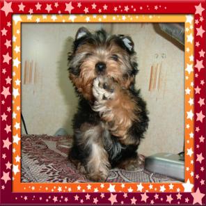 ����������� ������ �������� � �������