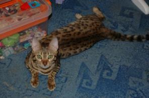 ����������� ������ �� ��������� ����