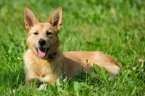 ������, ����������� ������ � ������� ����, � ���