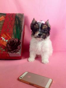 �������������� ����� ������ ��� ������� ������