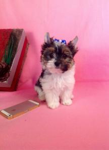 �������������� ����� ������ ��� ������� ������