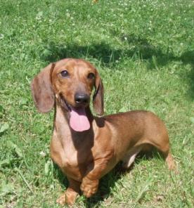 ������ ����