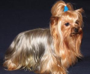 ����� � �������� ����������� ������ �� ����� �� ����.