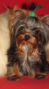 ����� � �������� ����������� ������ �� ����� �� ����.