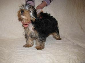 ������ ������ ����� ���-����� 2,5-4 ���.