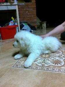 ����� �������-�������� �������