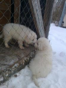 ����� �������-�������� �������