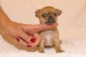 ����� ��������