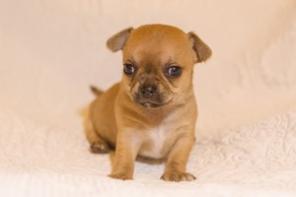 ����� ��������