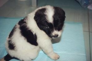 Отдам в добрые руки пупсика малыша щенка 2 мес.