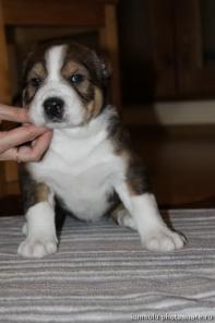 ����� ��������������� �������. ���. ������.