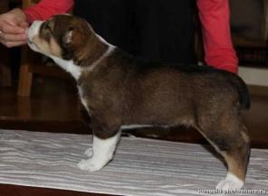 ����� ��������������� �������. ���. ������.