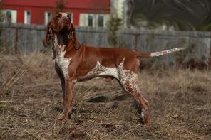 ����� ������ �������� (������-����������)