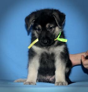 ��������� ����� ��������-����������� �������