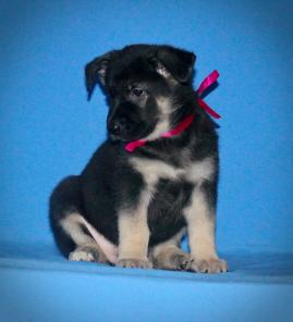 ��������� ����� ��������-����������� �������