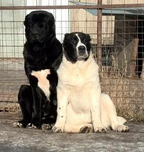 Щенок. Среднеазиатская овчарка.