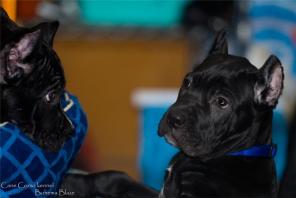 ����� ���� ����� �� �������� ����