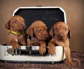 ���������� ����� - ������������ �����