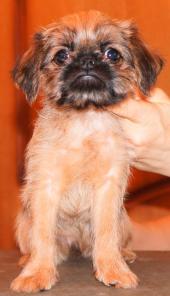 Щенки гриффона и пти-брабансона