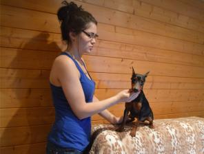 Щенки карликового пинчера